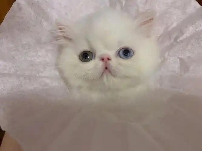 纯白波斯异长妹妹鸳鸯眼猫美价格美