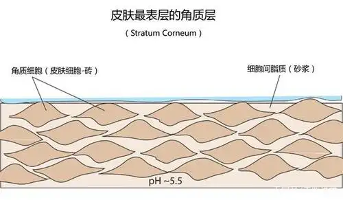 洗面奶对皮肤角质层的作用真相,以及油类清洁方法是什么?