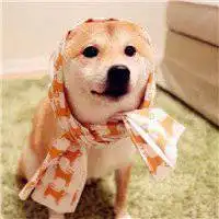 微信头像图片大全 微信逗比头像搞笑秋田犬手头像【点击鼠标右键下载