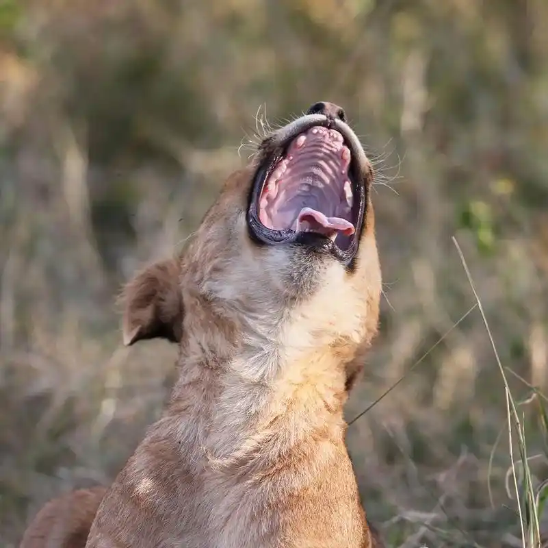 萌萌的小狮子!拍摄于肯尼亚的马赛马拉野生动物保护区.#野生动 - 抖音