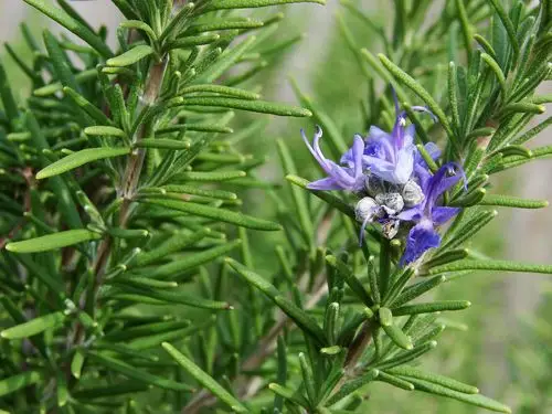 rosemary scent may help you remember!