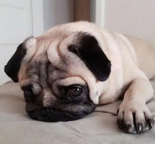 很多时候,我们看到狗狗哭泣的样子,就觉得狗狗是遇到什么伤心难过的