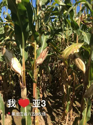 量550毫米,目前已经降雨400毫米,科企一组8叶,二组6叶左右,767有紫苗