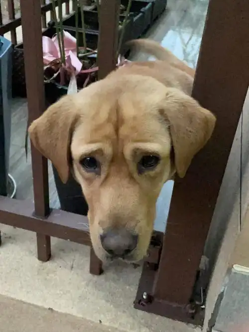 自从我给了他一根火腿肠,现在看到我不仅一声不吭,尾巴都甩上天,大