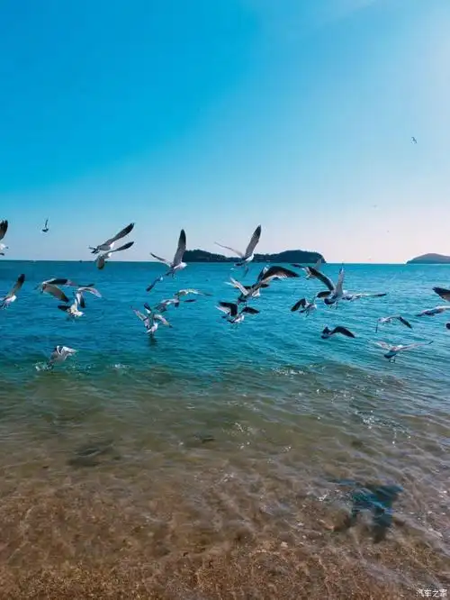 海边看海鸥翩翩起舞