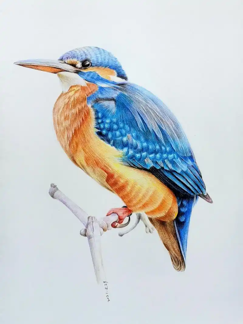 彩铅绘画-翠鸟(照片写生) 高清彩铅画鸟过程图(照片写生) 图幅:8k
