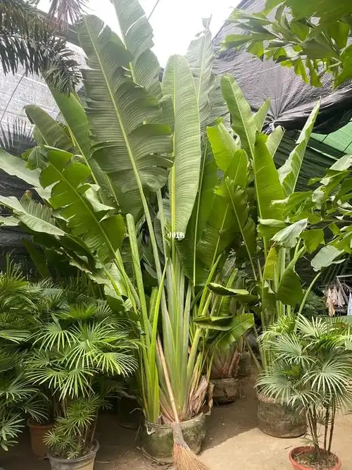 大号巨型旅人蕉美人蕉别墅庭院绿植必入手