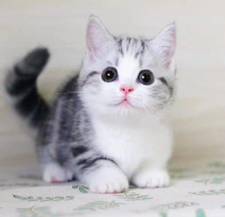 美短猫价格_美国短毛猫多少钱一只_美短加白图片_美短虎斑 _狗铺子