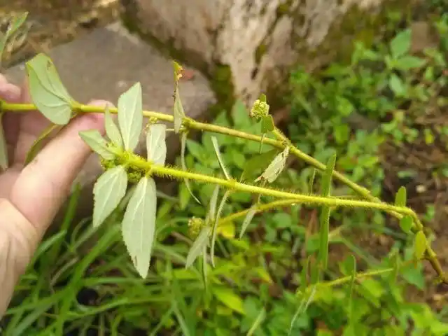 白乳草又叫飞扬草,大飞羊,飞扬,节节花.