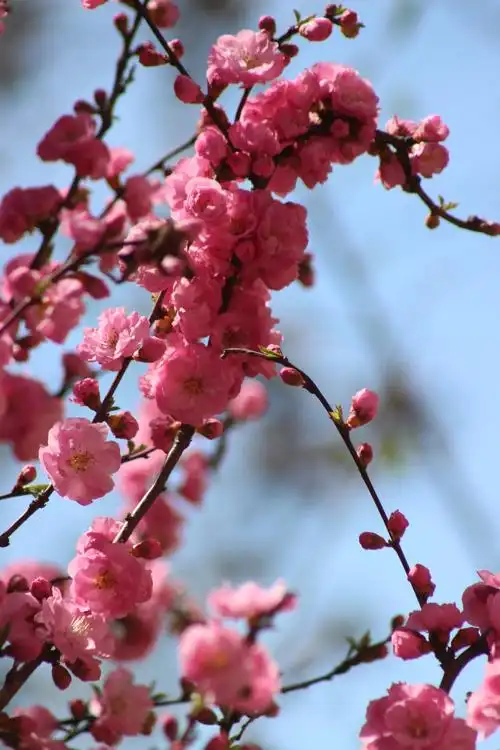 桃花杏花竞芬芳(珍藏版)