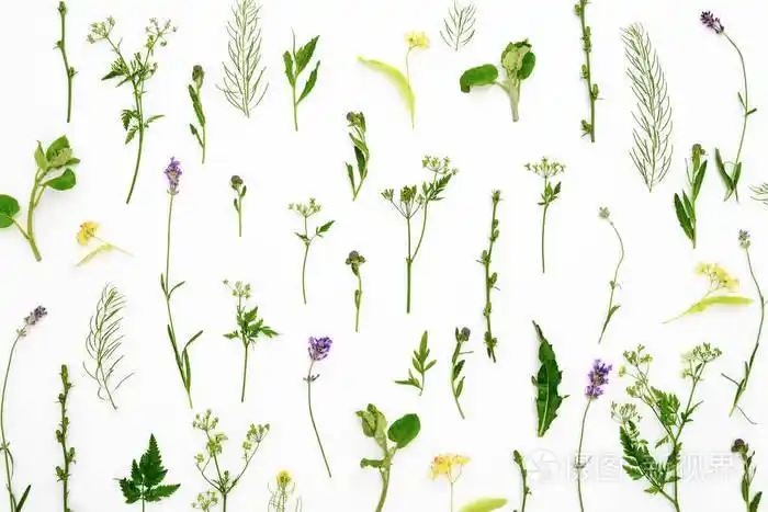 植物学装饰草本背景, 平躺构图