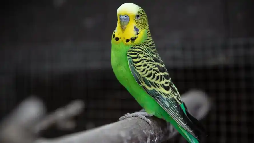 虎皮鹦鹉图片大全69