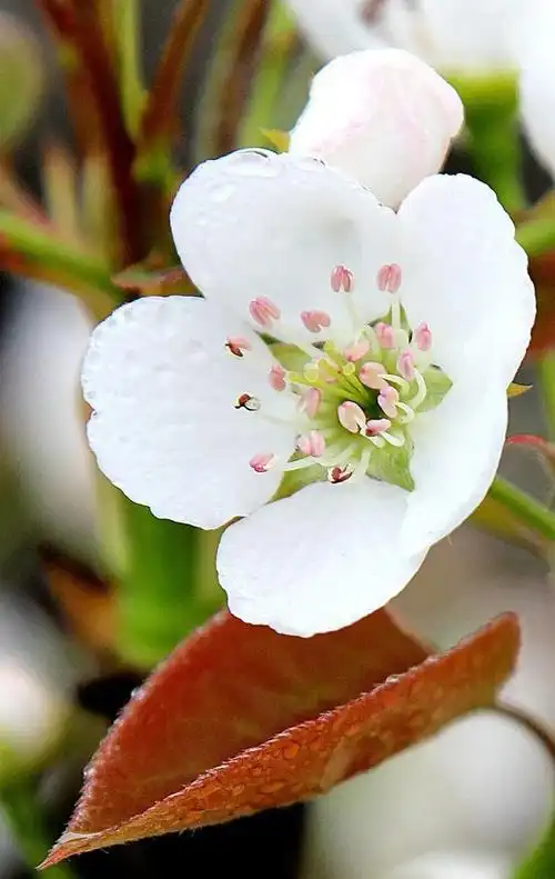 最好听的梨花颂配上最美梨花图绝了