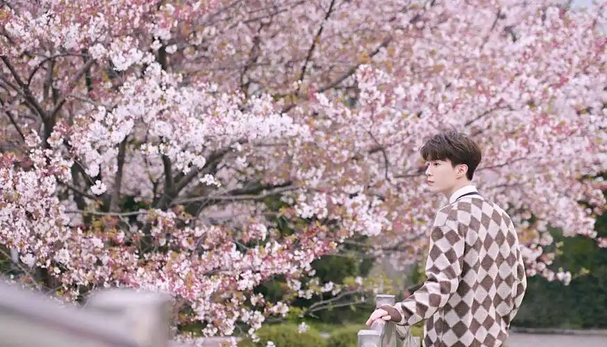 范丞丞晒春日樱花大片浪漫樱花配元气少年妥妥花美男既视感