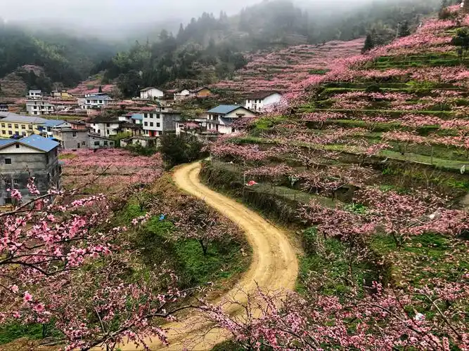 炎陵十里桃花