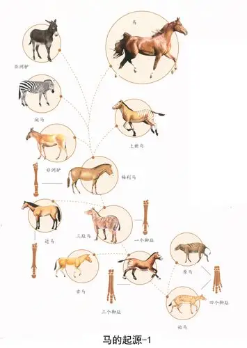 马的起源-1