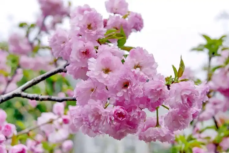 珠海的春天真是美,今天没事做,去了美丽的风景区,照片来自,是自拍,花