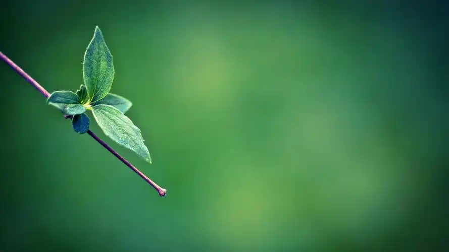 绿色护眼小清新嫩叶微距摄影高清宽屏桌面壁纸-植物壁纸-手机壁纸下载