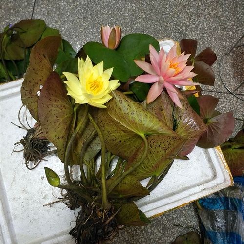 梦成品苗池塘水池鱼缸睡莲苗带花苞盆栽睡莲四季水培植物大睡莲根茎