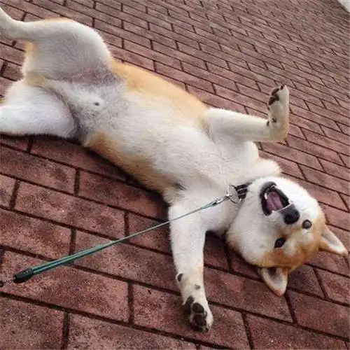 固执的黑柴在返家途中说不走就不走,结果主人拿出零食后…它的反应