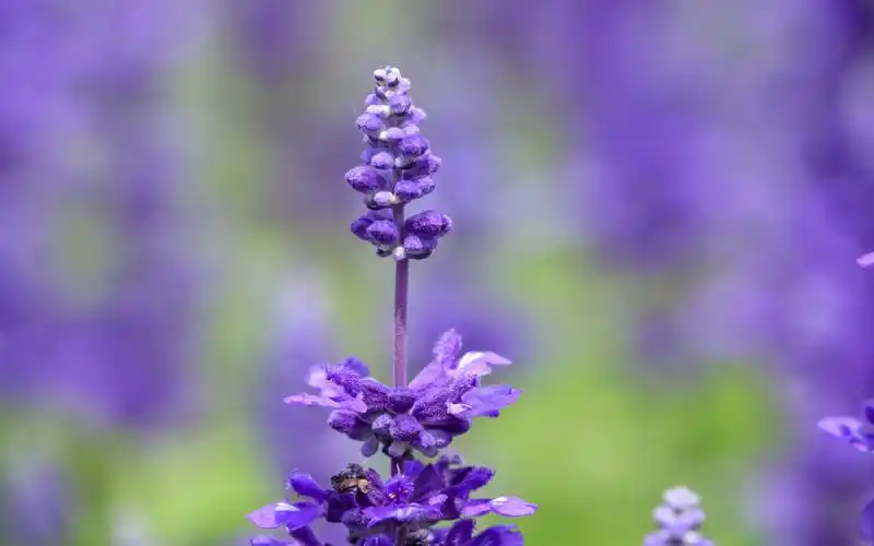 鼠尾草唯美花卉高清桌面壁纸