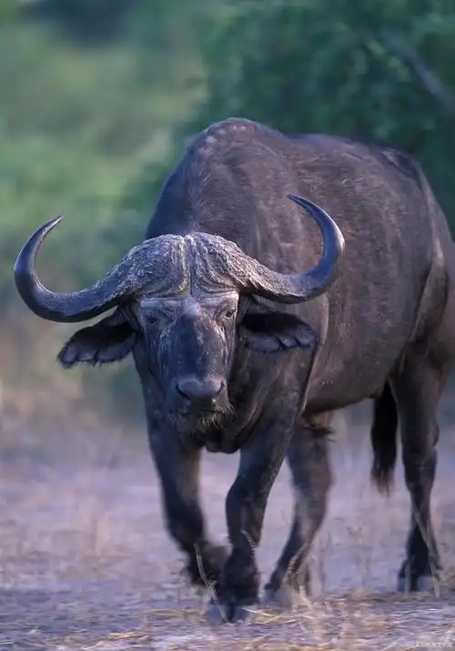 三农印象之水牛篇