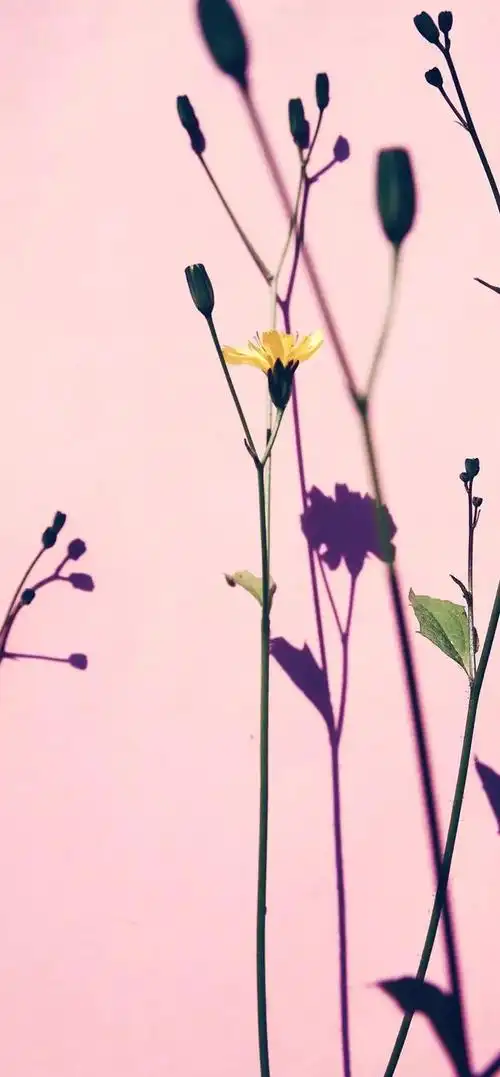 可爱小清新唯美温暖治愈系手机壁纸高清无水印