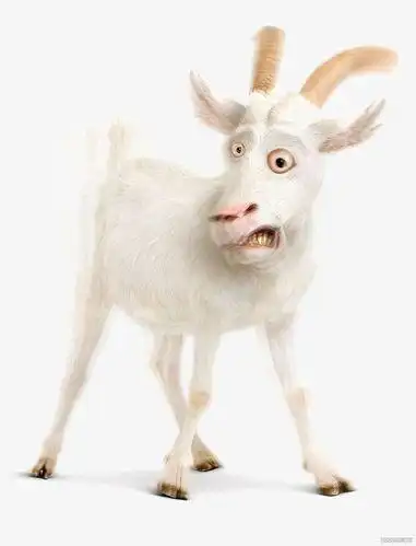 羊的搞笑图片大全大图高清