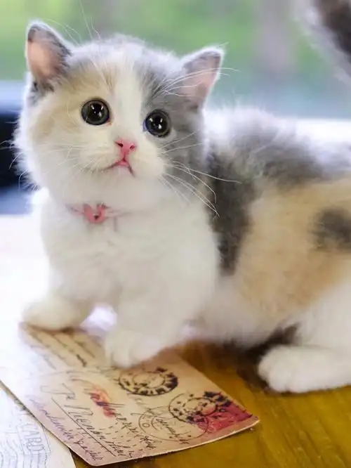 精品三花曼基康矮脚猫曼赤肯短腿猫