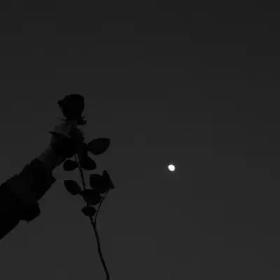 黑色系背景图莳萝