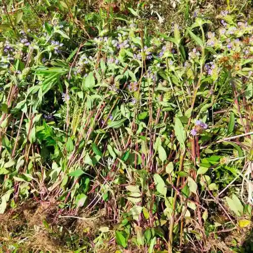 [夏枯草批发]夏枯草2022新货全棵天然夏枯球大山夏枯草整棵批发零售