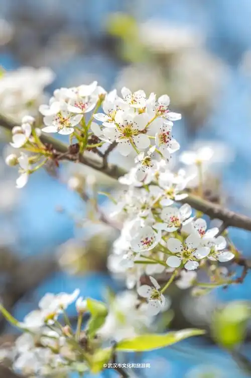 青山公园的最美梨花开了进来看