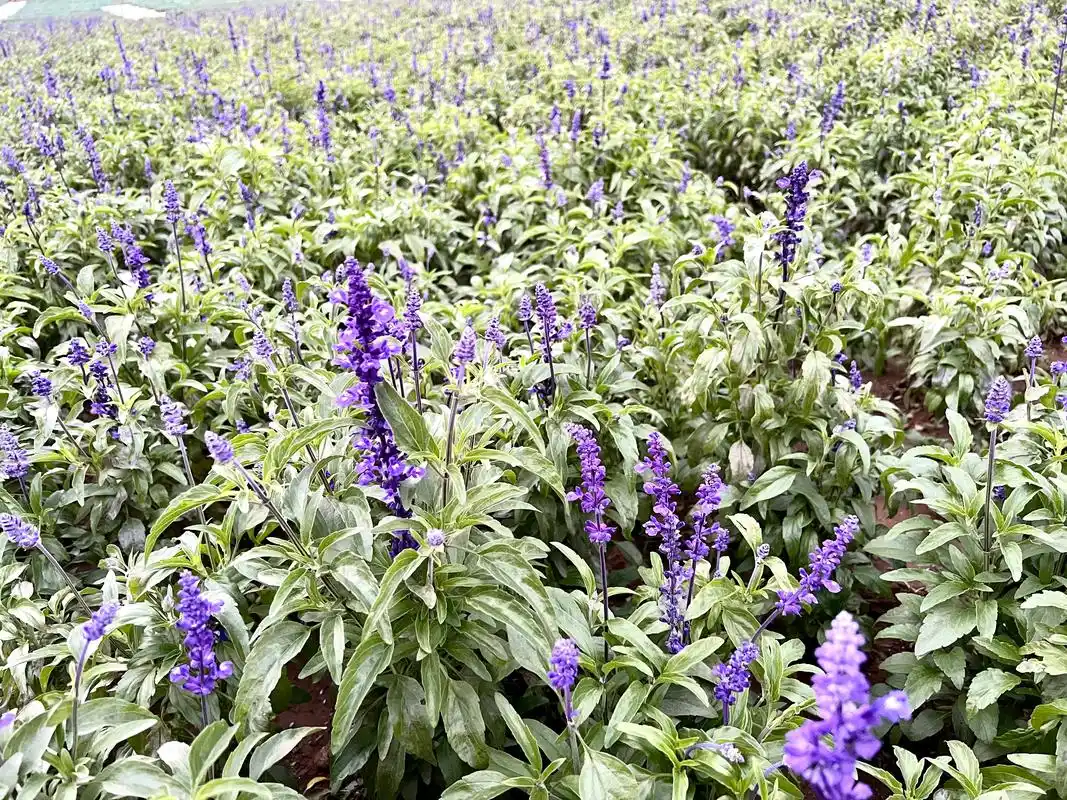 蓝花鼠尾草的花语是理性