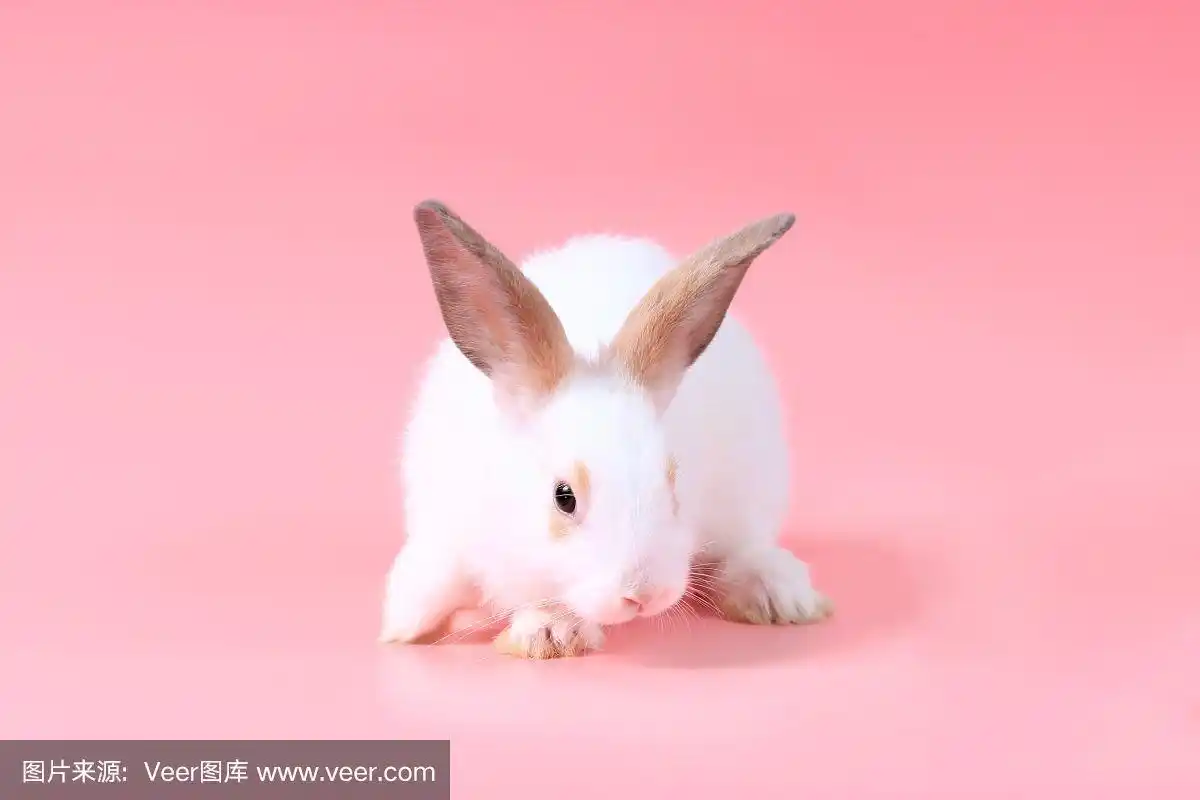 快乐可爱的白色毛茸茸的兔子兔子在粉红色的背景.