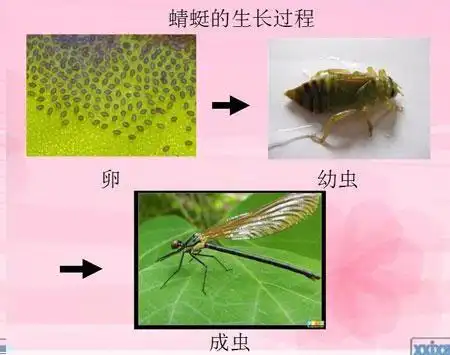 这两只是蜻蜓的幼虫
