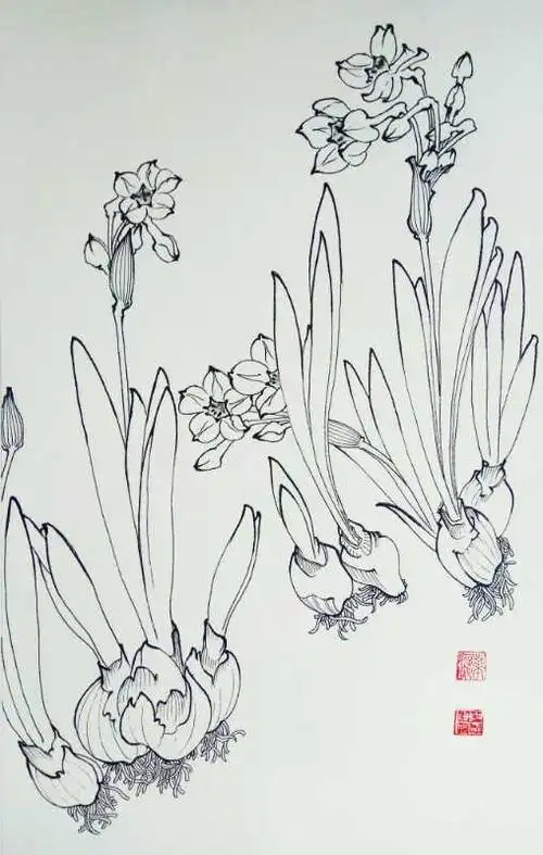 把钢笔白描进行到底——叶志军先生的钢笔白描水仙系列作品分享