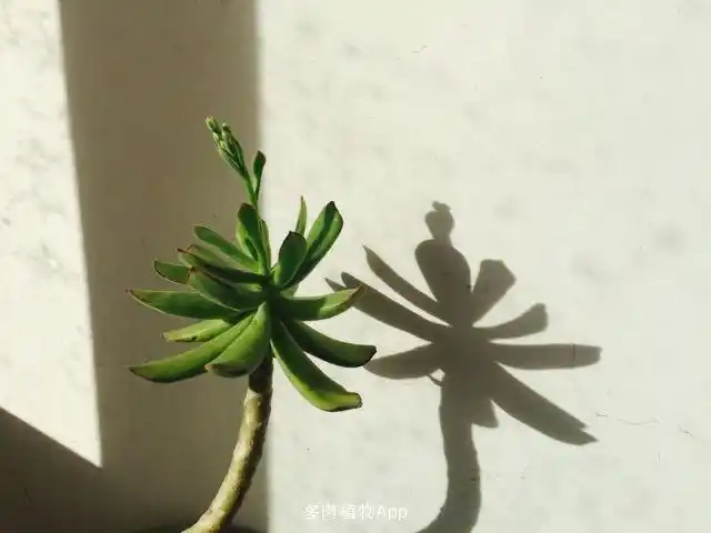 熊童花月舞娘要开花了影子如端坐的仕女表情7