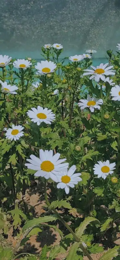 " 迷恋人间的理由 "风景壁纸/锁屏壁纸/小清新ins