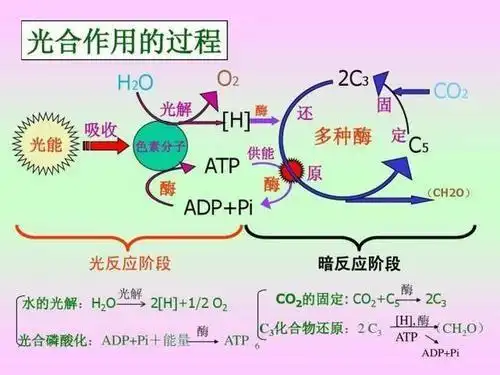 光合作用反应式光合作用反应式