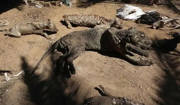 世界上最惨的动物园 老虎狮子饿死无数 全变成了干尸