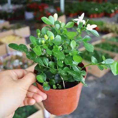 九里香七里香多年生植物四季常绿木本植物去驱蚊除甲醛