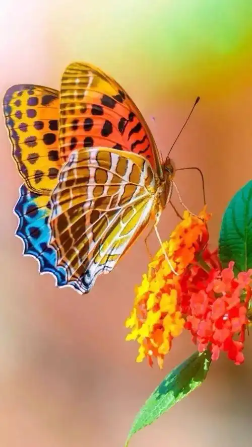 会动的照片,花飞蝴蝶乱,太美了~(值得收藏)_花间扑