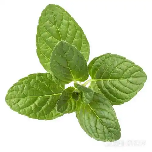 新鲜薄荷香草叶