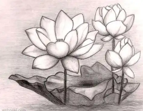 手绘素描荷花装饰铅笔画荷花素描花卉练习.