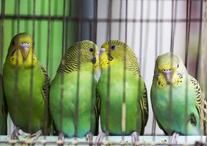 标题:笼子里的鸟