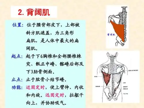 背阔肌 位置:位于腰背部皮下,上部被 斜方肌遮盖,为三角形 扁肌,是