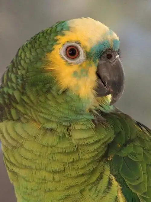 会说话的10种鸟漂亮又聪明你不想养一只吗