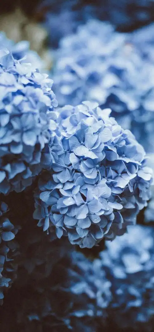 绣球花 - 堆糖,美图壁纸兴趣社区