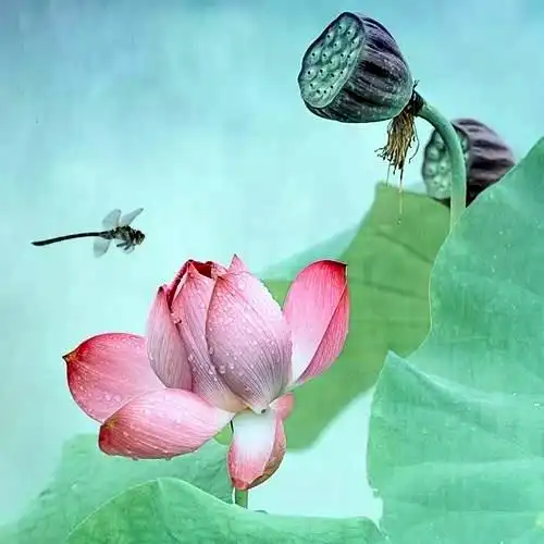 佛系图片头像禅意荷花 独一无二的佛系莲花图片微信头像_微信头像