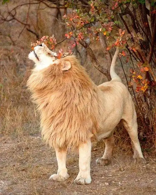 【克里米亚野生动物园】帅狮合集